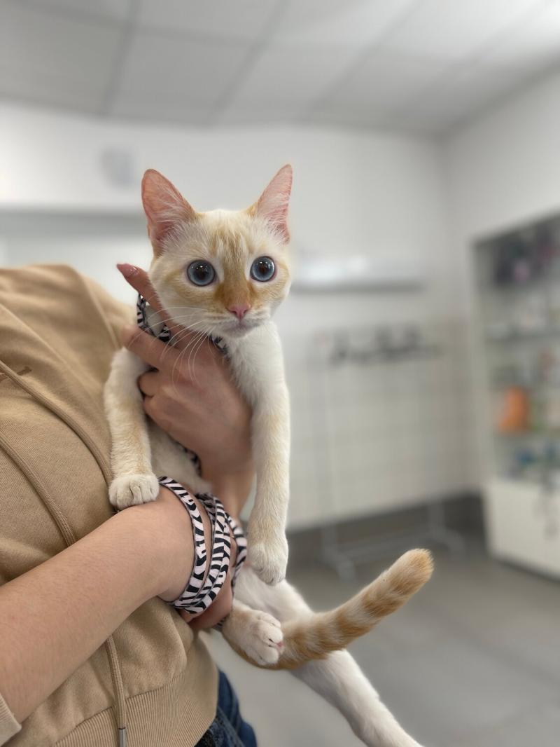 Присмотр за кошкой