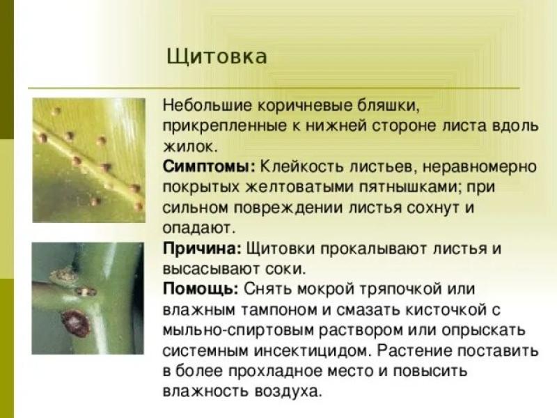 Лечение растения от щитовки