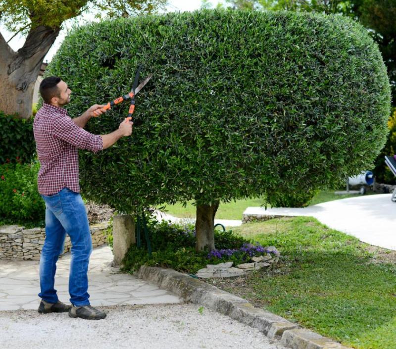 Обрезка деревьев