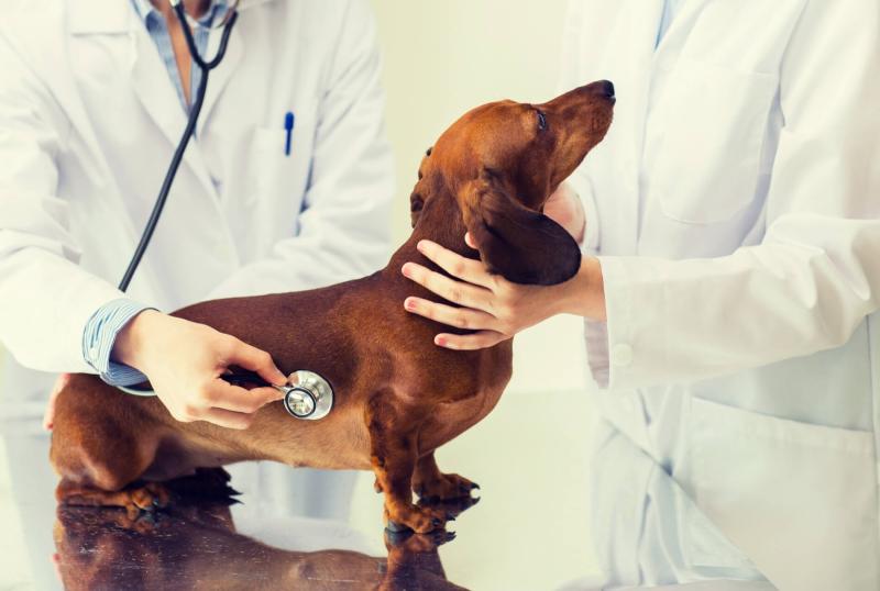 Ветеринарный осмотр животных