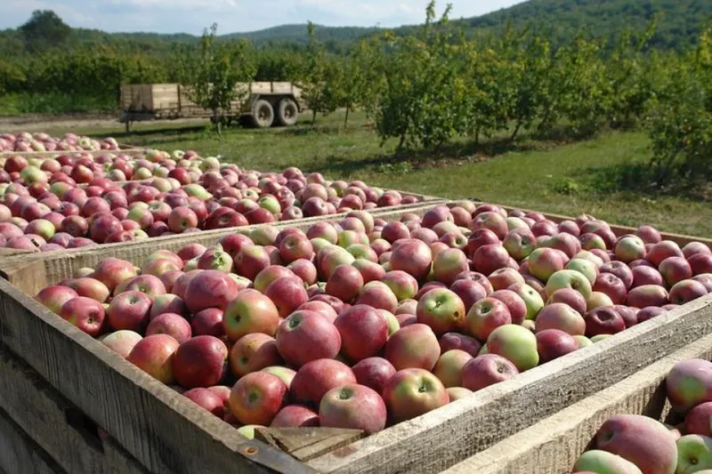 Сбор урожая яблок