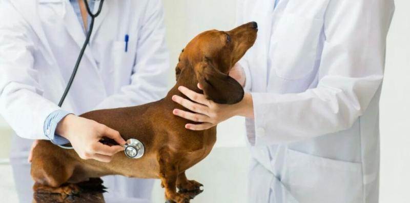 Ветеринарный осмотр животных