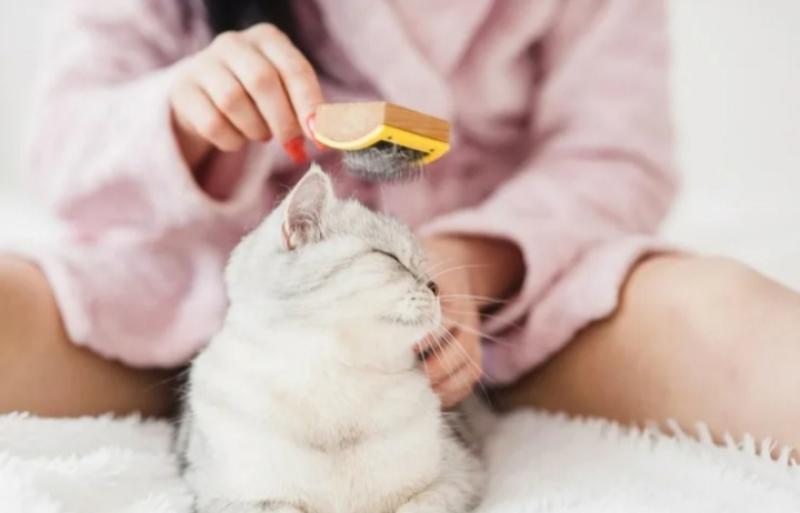 Присмотр за кошкой