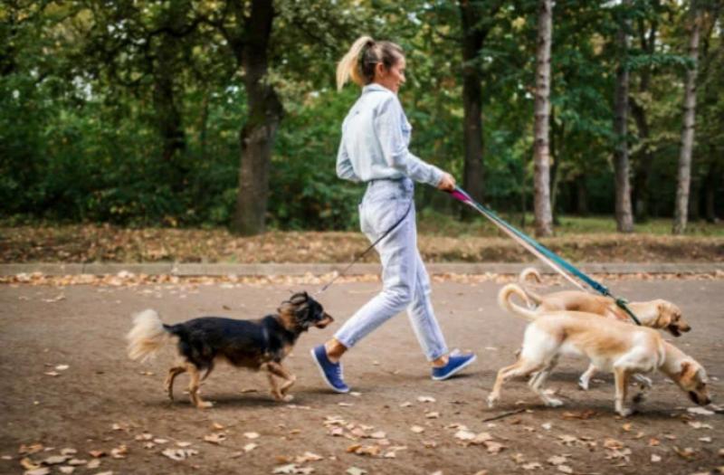 Выгул собак
