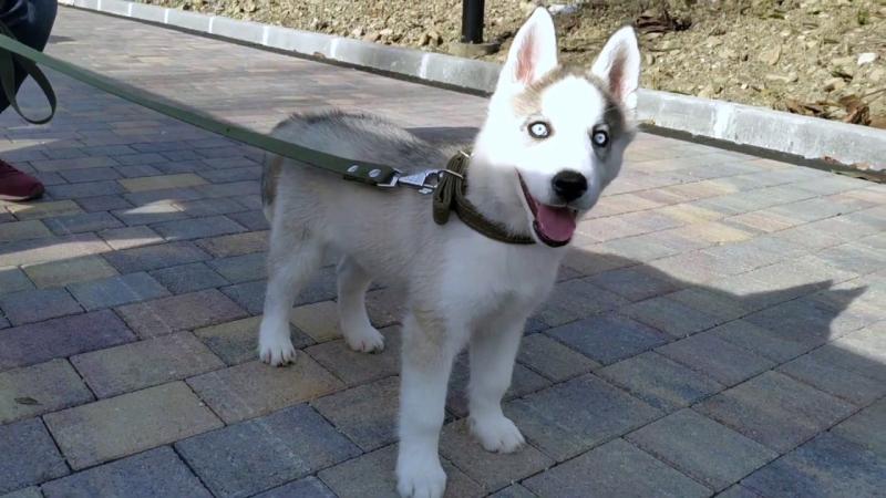 Срочный выгул хаски